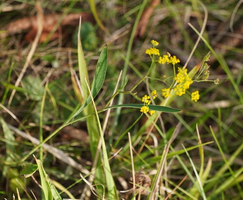 Bupleurum falcatum