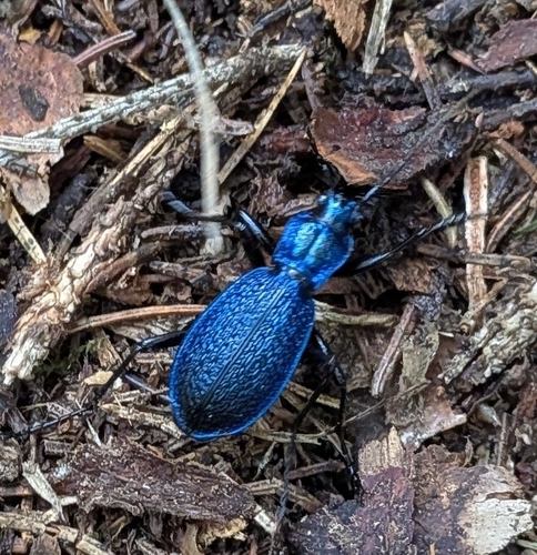 Blue Ground Beetle