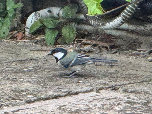 Asian Tit