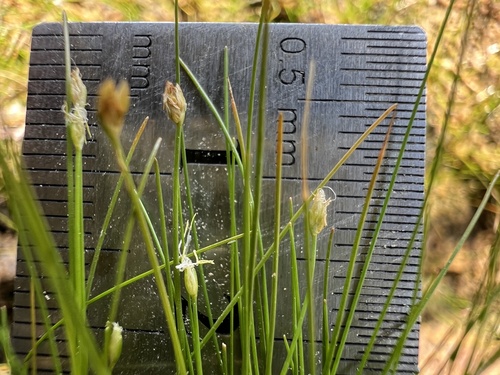 Eleocharis acicularis, photograph 4