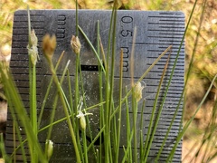 Eleocharis acicularis, photograph (c) Anne Parker, some rights reserved (CC BY)