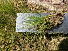 Eleocharis acicularis, photograph (c) Anne Parker, some rights reserved (CC BY)