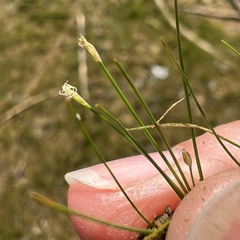 Eleocharis acicularis, photograph (c) Anne Parker, some rights reserved (CC BY)