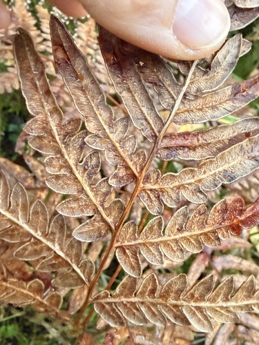 pinewood bracken