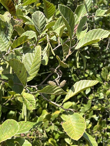 Alnus serrulata, photograph 4