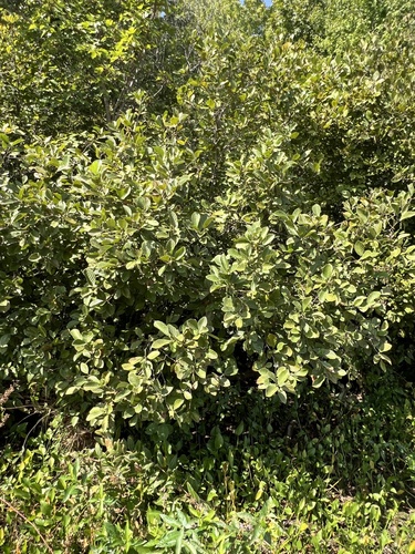 Alnus serrulata, photograph 5