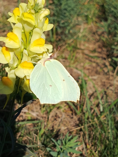 Common Brimstone