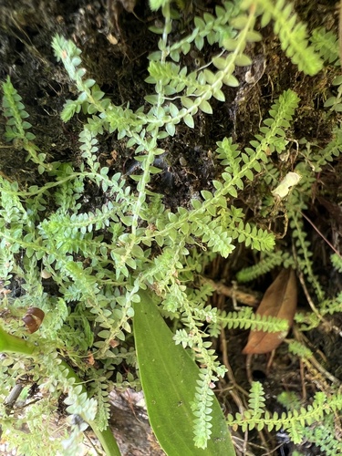 Selaginella apoda, photograph 5