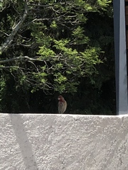 Haemorhous mexicanus