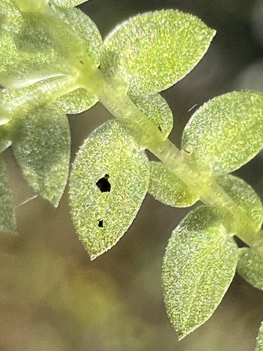 Selaginella apoda, photograph 6