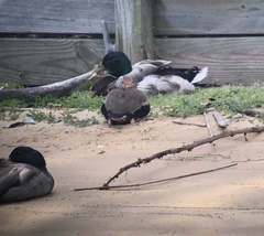 Dendrocygna autumnalis