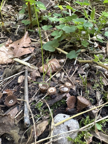 fluted bird's nest fungus