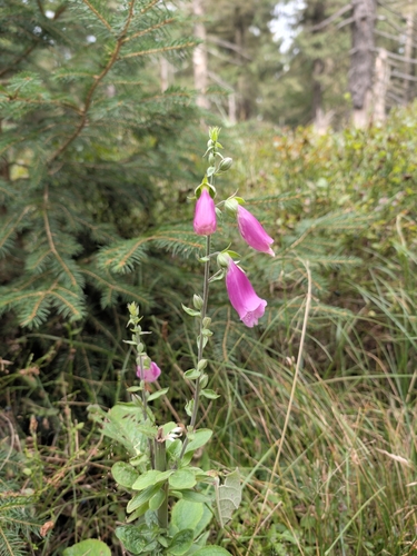 purple foxglove