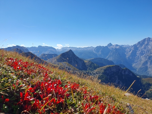alpine bearberry