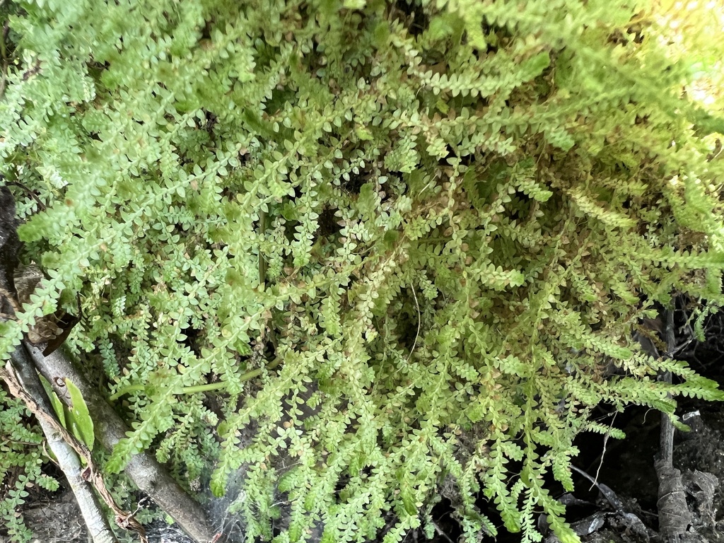 Selaginella apoda; photograph (c) Anne Parker, some rights reserved (CC BY)