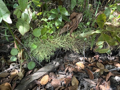 Selaginella apoda, photograph 1