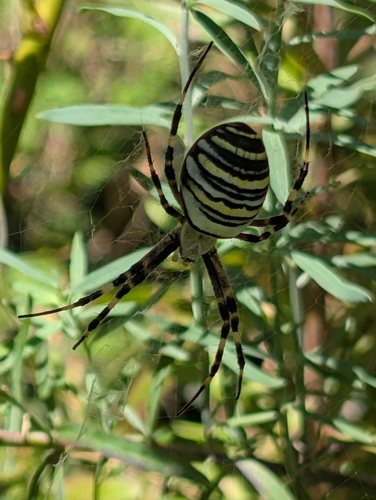Wasp Spider