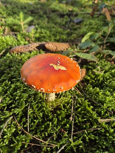 Fly Agaric