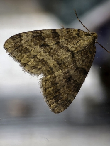 Autumnal Moth