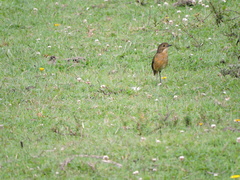 Grallaria quitensis