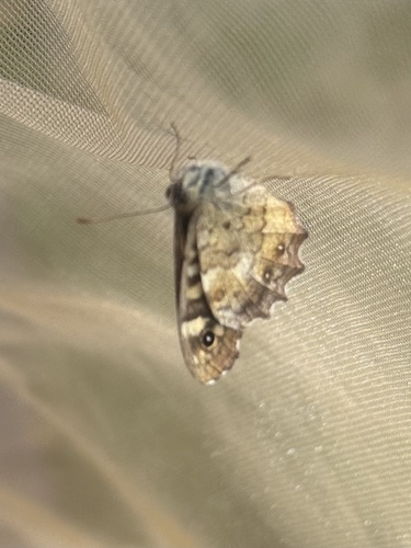 Speckled Wood