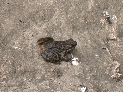 Wuyi torrent frog