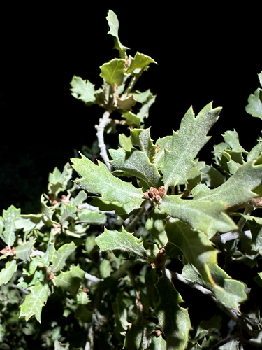 Quercus cornelius-mulleri