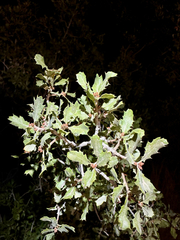 (c) Roberto Daniel Avila, some rights reserved (CC BY) Quercus cornelius-mulleri, photograph (c) Roberto Daniel Avila, some rights reserved (CC BY)