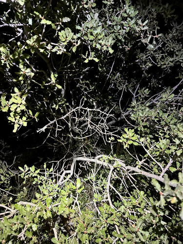 Quercus cornelius-mulleri, photograph 3