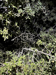 (c) Roberto Daniel Avila, some rights reserved (CC BY) Quercus cornelius-mulleri, photograph (c) Roberto Daniel Avila, some rights reserved (CC BY)
