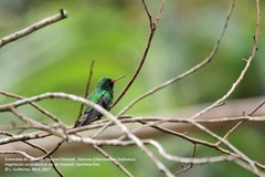 Cynanthus forficatus