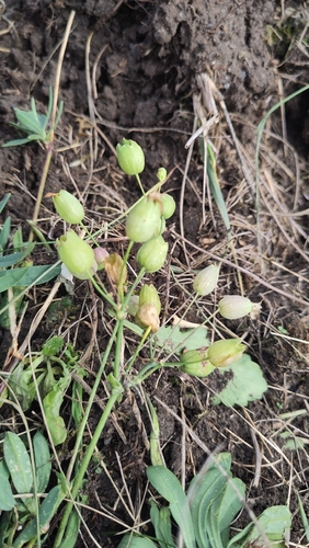 bladder campion