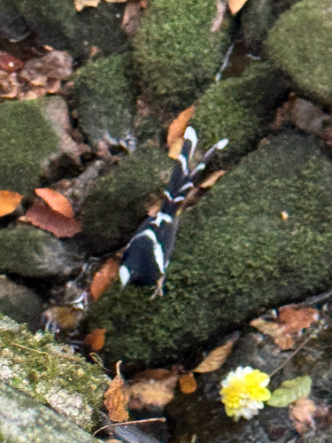 White-crowned Forktail