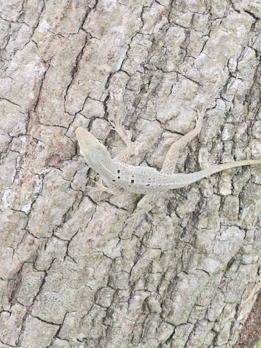 Banded Anole