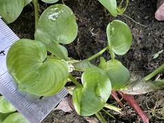 Heteranthera reniformis