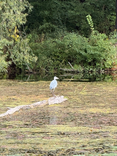 Grey Heron