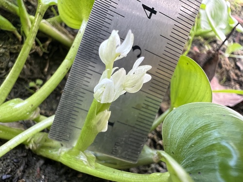 Heteranthera reniformis, photograph 1