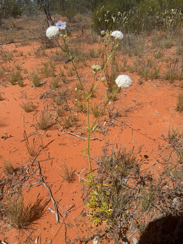 Trachymene glaucifolia, 2026-09-18