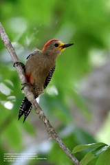 Melanerpes pygmaeus