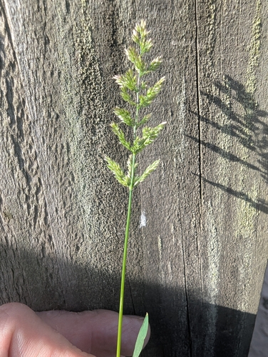 Polypogon viridis
