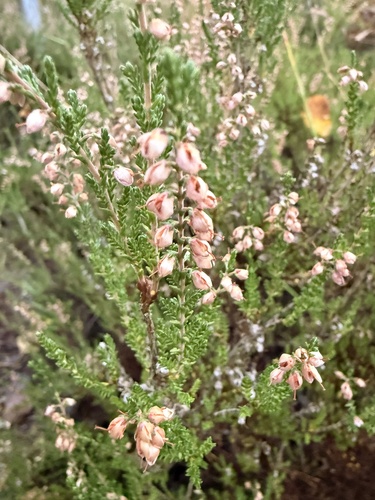 common heather