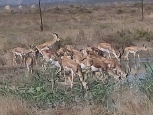 Goitered Gazelle