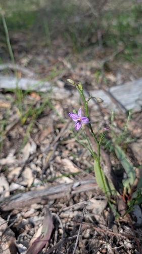 chocolate lily