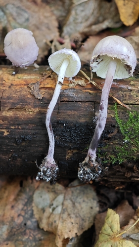 Cystolepiota bucknallii — (c) relew, some rights reserved (CC BY)