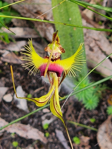 butterfly orchid