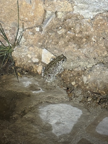 Green Toad