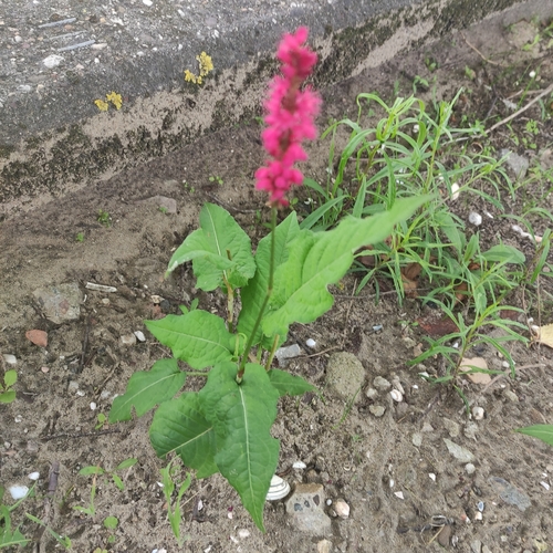 red bistort