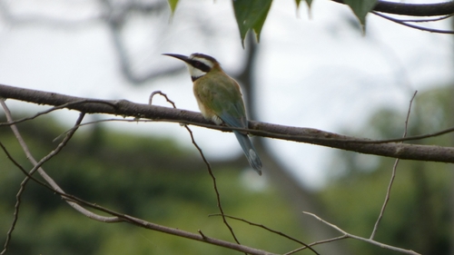 iNaturalist image