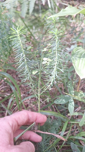cypress spurge