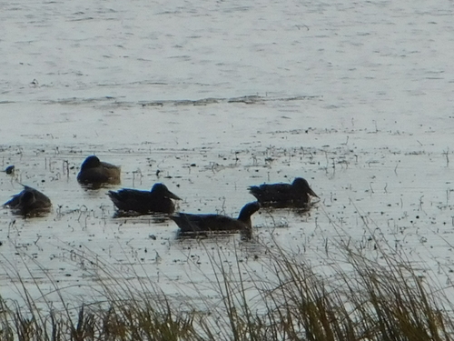Northern Shoveler